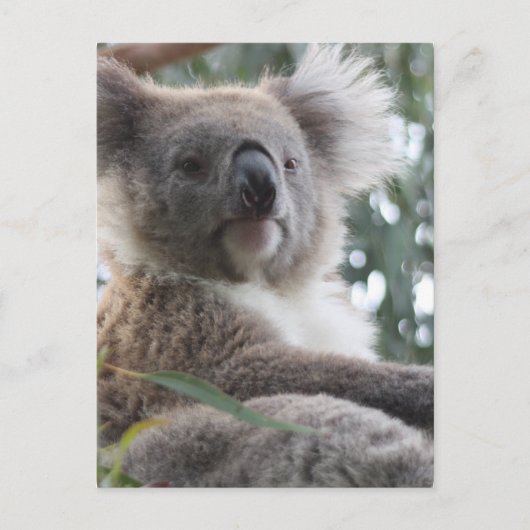 Carte postale Koala Bear Facts (Devant)