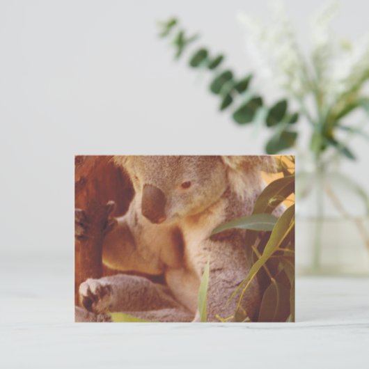 Carte Postale Koala Bear Love (Debout devant)