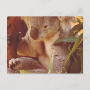 Carte Postale Koala Bear Love