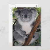 Carte Postale Koala Bears (Devant / Derrière)