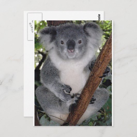 Carte Postale Koala Bears (Devant / Derrière)