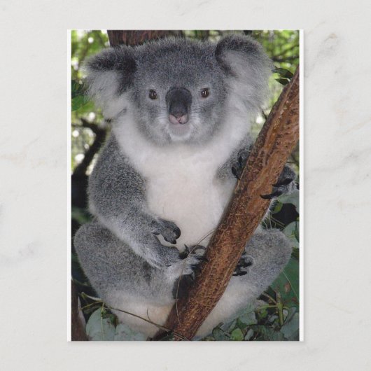 Carte Postale Koala Bears (Devant)