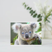 Carte Postale Koala Bears (Debout devant)