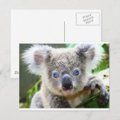 Carte Postale Koala Bears (Devant / Derrière)