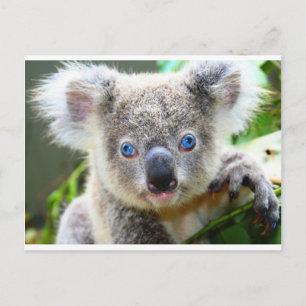 Carte Postale Koala Bears