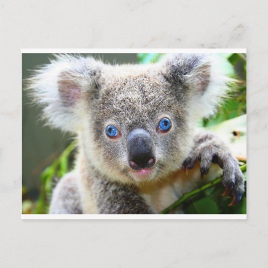 Carte Postale Koala Bears (Devant)