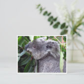 Carte Postale koala bouffe (Debout devant)