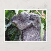 Carte Postale koala bouffe (Devant)