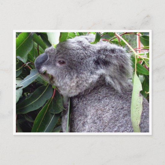 Carte Postale koala bouffe (Devant)