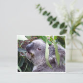 Carte Postale koala bouffe (Debout devant)