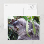 Carte Postale koala bouffe (Devant / Derrière)