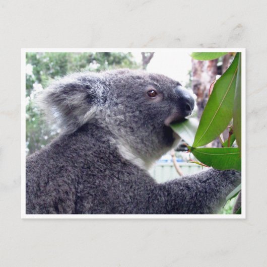 Carte Postale koala bouffe (Devant)