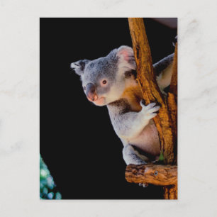 Carte Postale Koala Cute en gris arbre