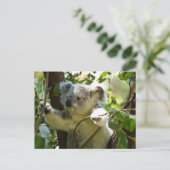 Carte Postale Koala cutie (Debout devant)