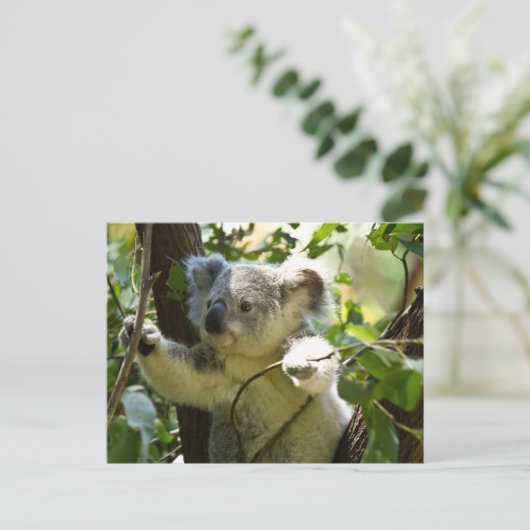 Carte Postale Koala cutie (Debout devant)