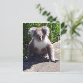 Carte Postale Koala dans la nature (Debout devant)