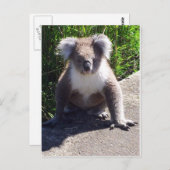 Carte Postale Koala dans la nature (Devant / Derrière)