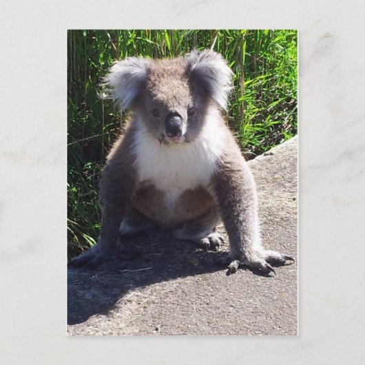 Carte Postale Koala dans la nature (Devant)