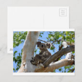 CARTE POSTALE KOALA DANS L'ARBRE RURAL QUÉENSLAND AUSTRALIE (Devant / Derrière)