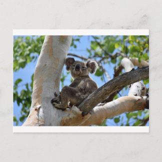 CARTE POSTALE KOALA DANS L'ARBRE RURAL QUÉENSLAND AUSTRALIE