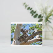 CARTE POSTALE KOALA DANS TREE QUEENSLAND AUSTRALIE (Debout devant)