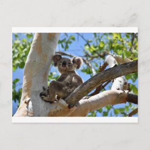 CARTE POSTALE KOALA DANS TREE QUEENSLAND AUSTRALIE