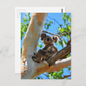 CARTE POSTALE KOALA DANS TREE QUEENSLAND AUSTRALIE (Devant / Derrière)