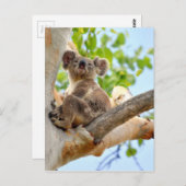CARTE POSTALE KOALA DANS TREE QUEENSLAND AUSTRALIE (Devant / Derrière)
