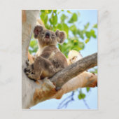 CARTE POSTALE KOALA DANS TREE QUEENSLAND AUSTRALIE (Devant)