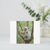 Carte Postale Koala de Kuddly (Debout devant)