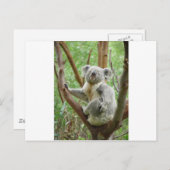 Carte Postale Koala de Kuddly (Devant / Derrière)