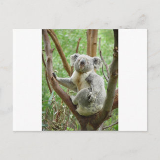 Carte Postale Koala de Kuddly
