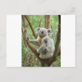 Carte Postale Koala de Kuddly (Devant)