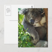 Carte postale Koala décontracté (Devant / Derrière)