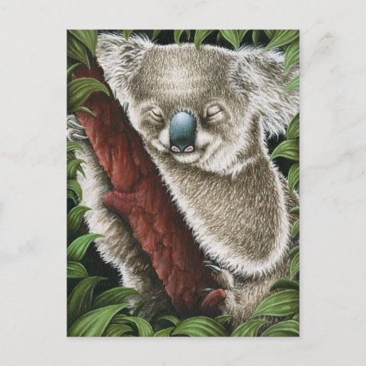 Carte postale Koala dormant (Devant)