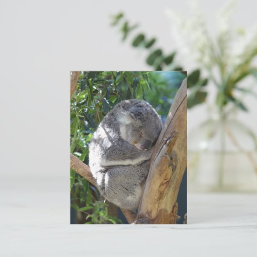 Carte Postale Koala dormant dans l'arbre (Debout devant)