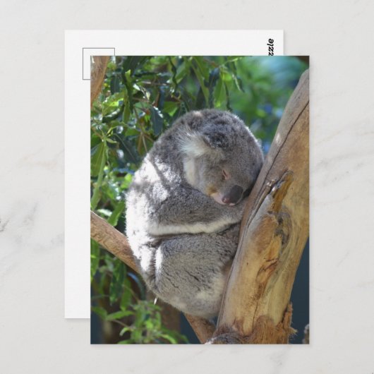Carte Postale Koala dormant dans l'arbre (Devant / Derrière)