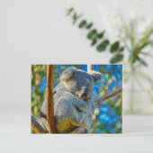 Carte Postale Koala dormant paisiblement dans un arbre (Debout devant)