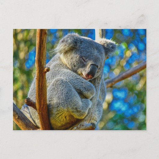 Carte Postale Koala dormant paisiblement dans un arbre (Devant)
