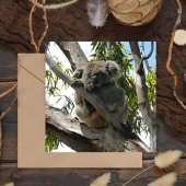 Carte Postale Koala - Dormir