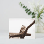Carte Postale Koala en Autriche (Debout devant)