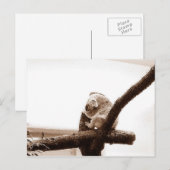 Carte Postale Koala en Autriche (Devant / Derrière)