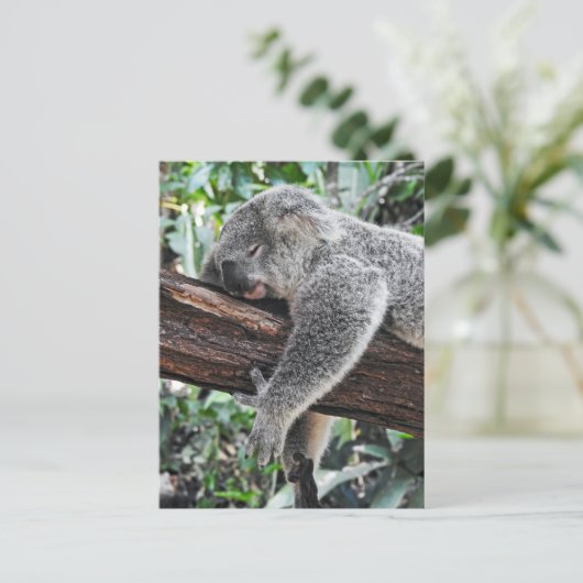 Carte Postale Koala Endormi (Debout devant)