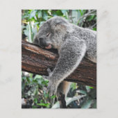 Carte Postale Koala Endormi (Devant)
