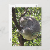 Carte Postale koala endormi (Devant / Derrière)