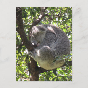 Carte Postale koala endormi