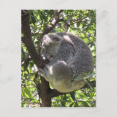 Carte Postale koala endormi (Devant)