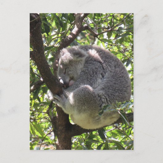 Carte Postale koala endormi (Devant)