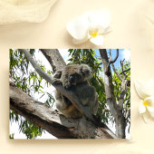 Carte Postale Koala - Endormi
