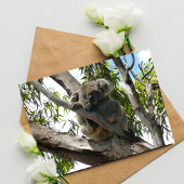 Carte Postale Koala - Endormi